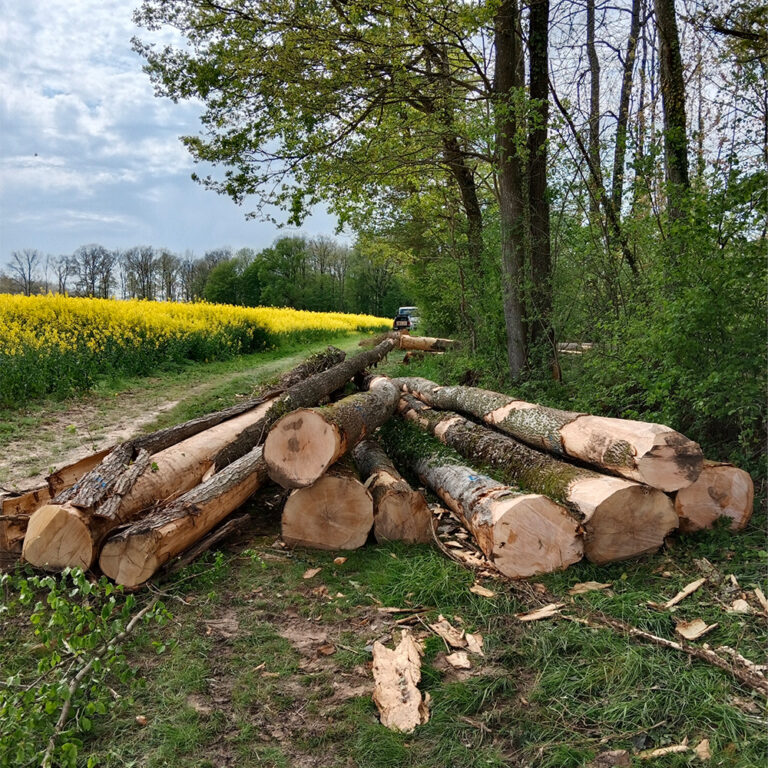 franquetlaurent_bois