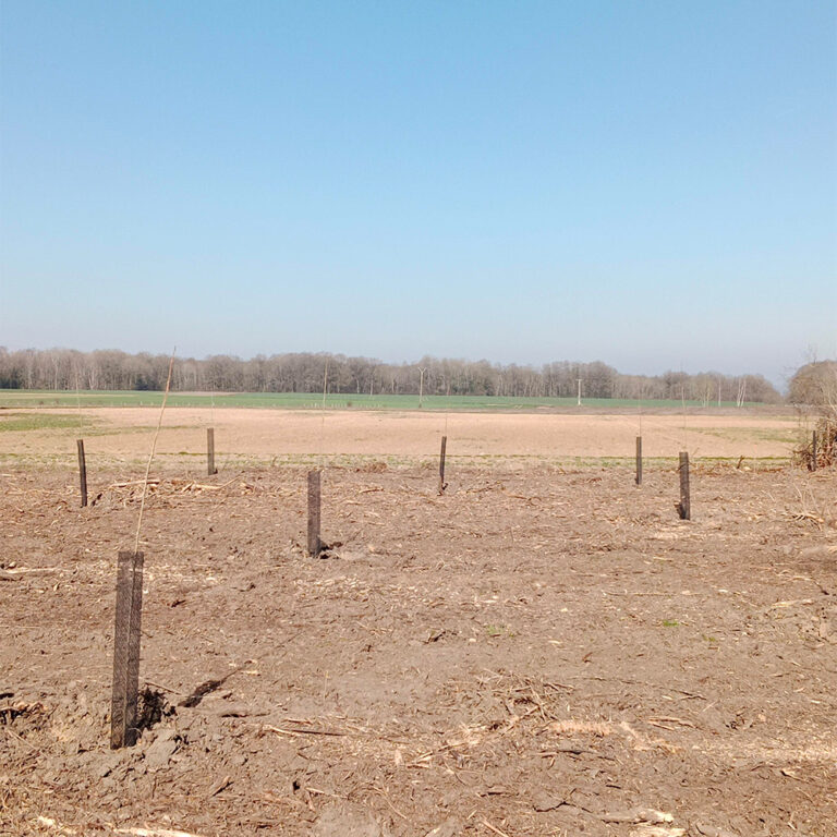 franquetlaurent_plant
