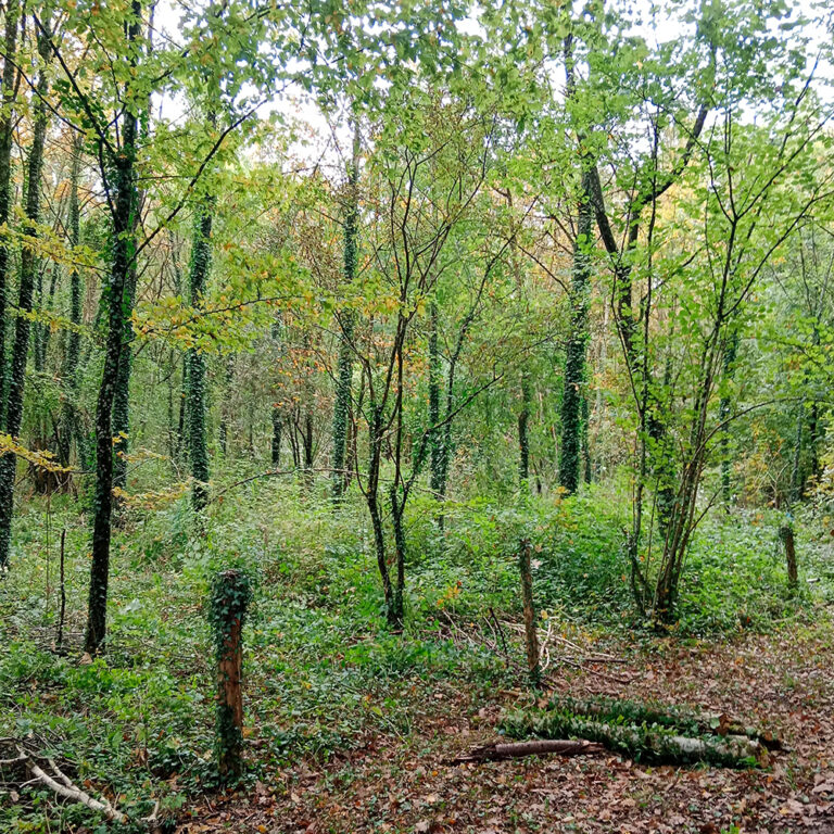 franquetlaurent_plantation